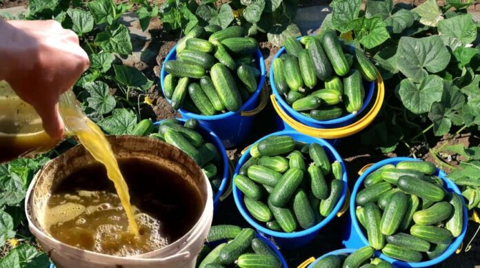 Фермер поділився секретом осінньої підкормки огірків Фермер поділився секретом осінньої підкормки огірків