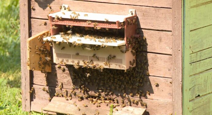 Створила на ділянці міні-ферму бджіл, а тепер не можу перестати радіти: сусідка приходить за медом 