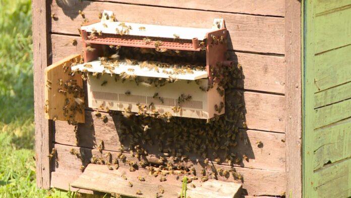 Експерти розповіли як почати збирати власний мед  