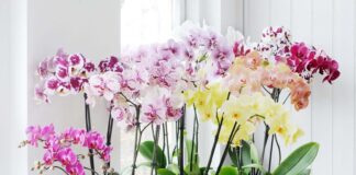 Квіткар розповів, що робити, коли орхідея випустила багато діточок на квітконосі