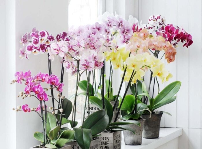Доглядаємо за орхідеями правильно: поради спеціалістів