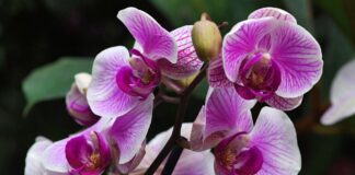 Експерти назвали 5 найпоширеніших помилок у вирощуванні орхідеї