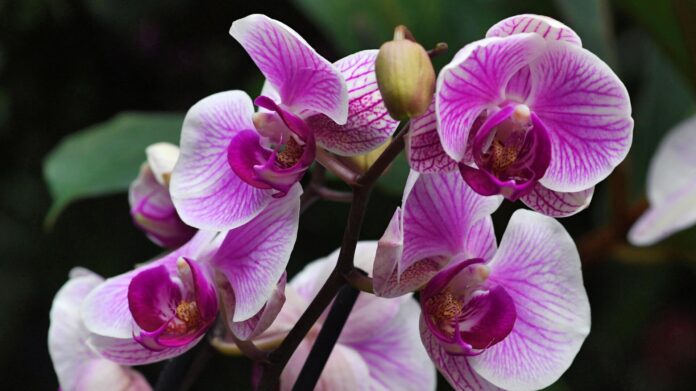 Експерти назвали 5 найпоширеніших помилок у вирощуванні орхідеї