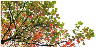 Як правильно доглядати за плодовими деревами в липні 