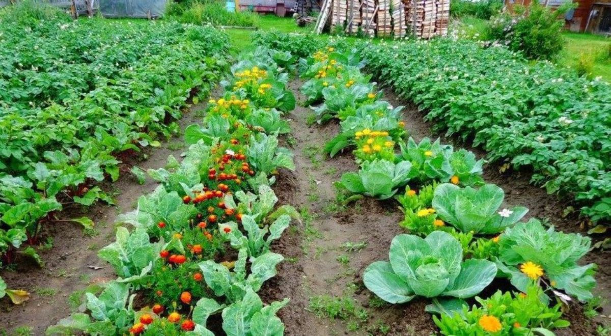 Як захистити рослини на городі від спеки