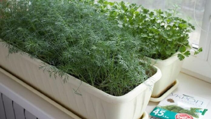 Як можна пришвидшити ріст зелені на городі Як можна пришвидшити ріст зелені на городі