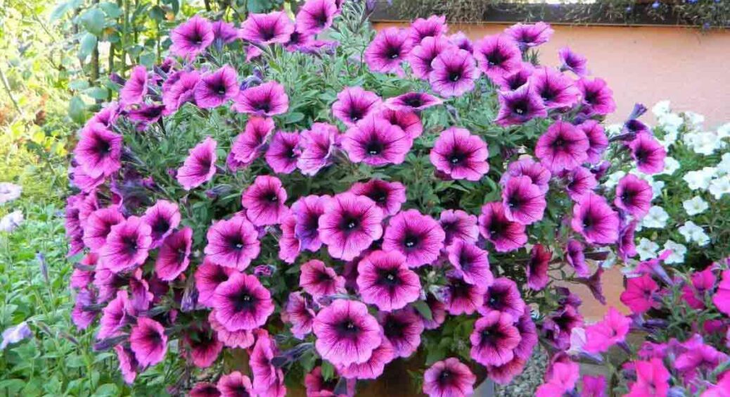 Зробила це і моя петунія цвіте круглий рік: ось як створити ідеальні умови для домашнього квітника 