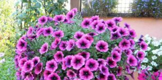 Садівник поділився секретом найкращого способу вирощування петуній