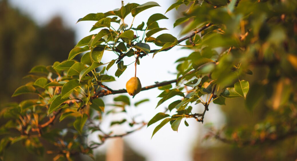 Переживуть зиму і дадуть багатий врожай вже після морозів: чим підживити яблуні та груші восени 