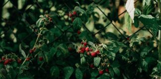 Осіннє живлення малини - ключовий етап турботи про рослину