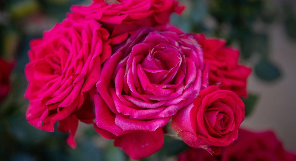 На яку висоту треба обрізати троянди восени: з цією хитрістю квіти переживуть люті морози і снігопади 