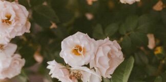 Як підготувати кущові троянди до зимування