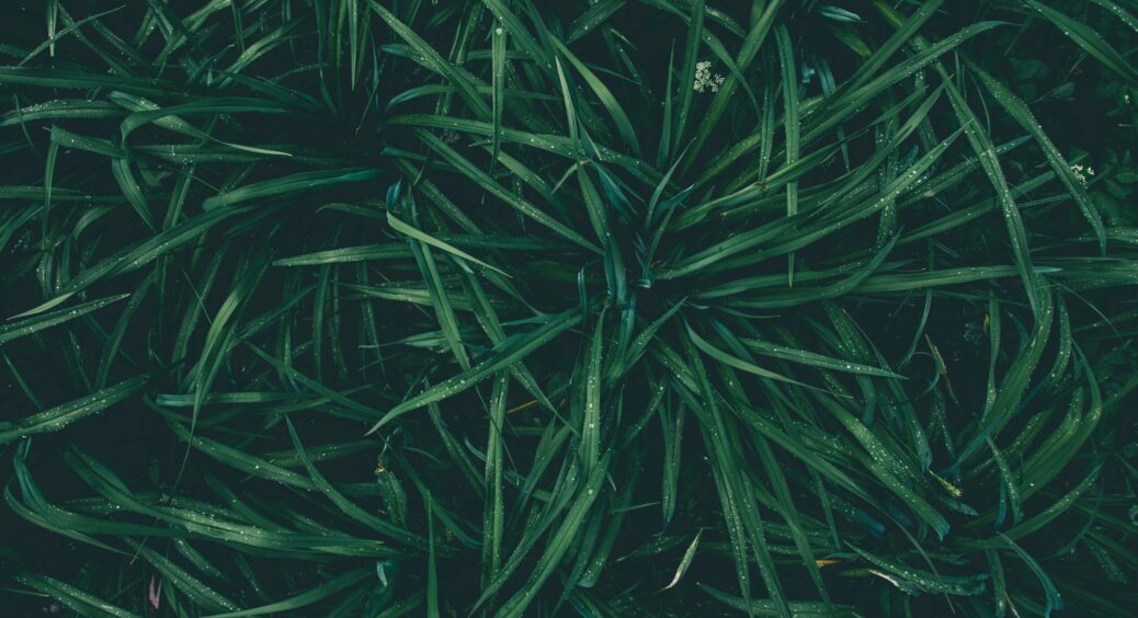 Користь від скошеної трави: досвідчені дачники розповіли, як та для чого закопувати її в землю 