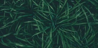 Як використати скошену траву для добрива на городі