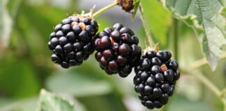 Садівники поділились рецептом підживлення для ожини в липні
