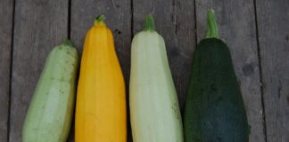 Чим підживити кабачки перед зимою, щоб рослина не хворіла