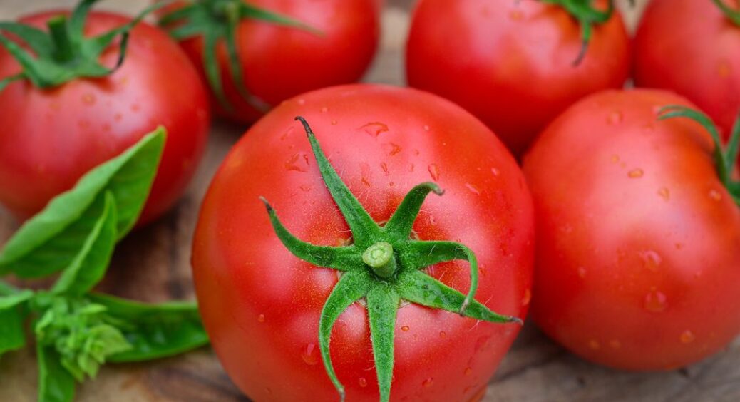 І чому я раніше так не робила? Ось що потрібно томатам під час цвітіння: тепер зав’язі в 2 рази більше 