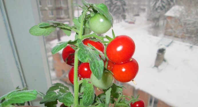 Здивувала сусідку помідорами на балконі: посадила кісточки із томатів у горщик та навіть отримала плоди 
