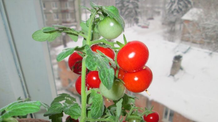 Як виростити помідори з насіння в домашніх умовах