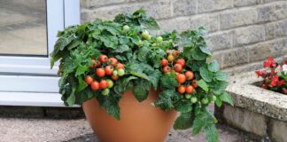 Як правильно обрати горщик для кімнатних рослин