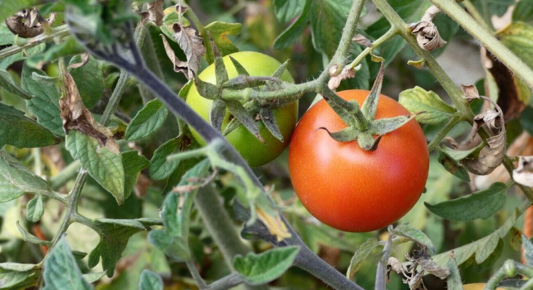 В останній раз підживила цим помідори, аби вони швидше достигли: сусідка намагалася підслухати 