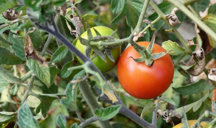 Як підживити помідори, щоб вони швидко дозріли Як підживити помідори, щоб вони швидко дозріли