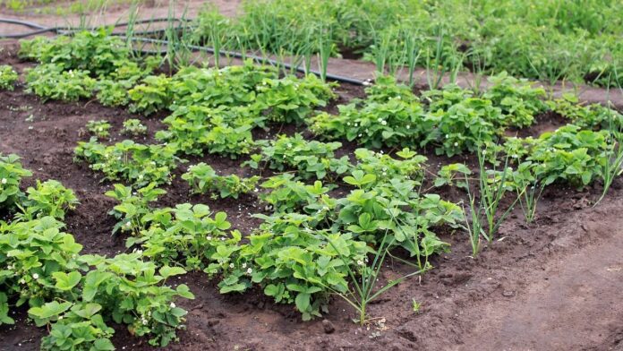 Агрономи назвали 10 важливих справ на городі у вересні Агрономи назвали 10 важливих справ на городі у вересні