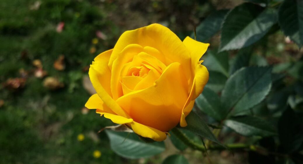 Почула в черзі на базарі. Хитрий спосіб пророщування троянди в картоплі: живці укорінюються на раз-два 