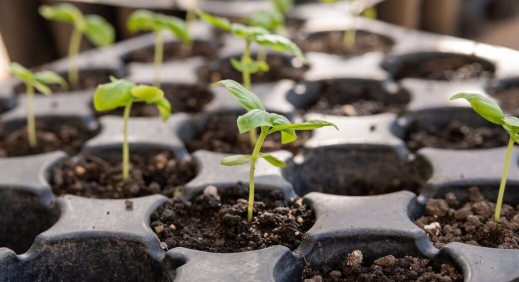 Роблю це кожен рік, і усі рослини приживаються: ефективні техніки правильного збору насіння на розсаду 