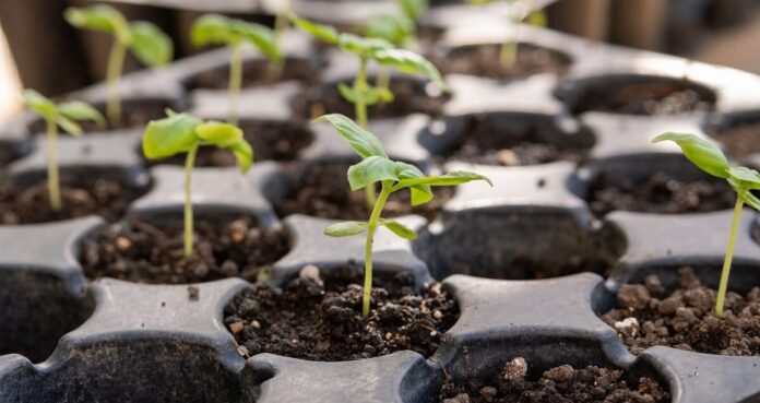 Правильна підготовка насіння з помідорів в лютому Правильна підготовка насіння з помідорів в лютому