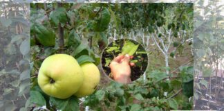 Вірний вибір саджанців - гарний врожай