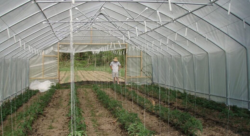 Із таким ґрунтом у теплиці усі мої овочі ростуть, як скажені: сусіди почали розпитувати, що за земля 