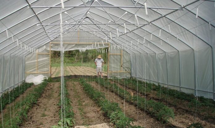 Як створити ідеальний ґрунт у теплицю, щоб усе прижилося Як створити ідеальний ґрунт у теплицю, щоб усе прижилося