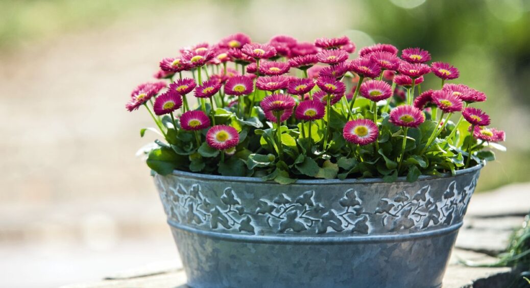 Просто змішайте три прості інгредієнти і перелийте в лійку: найкраща підкормка для цвітіння домашніх рослин 