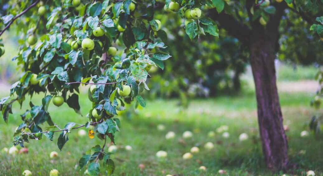 Опалі яблука не залишаю під деревом, а швидко збираю: 3 причини, чому це потрібно робити і яка користь саду 