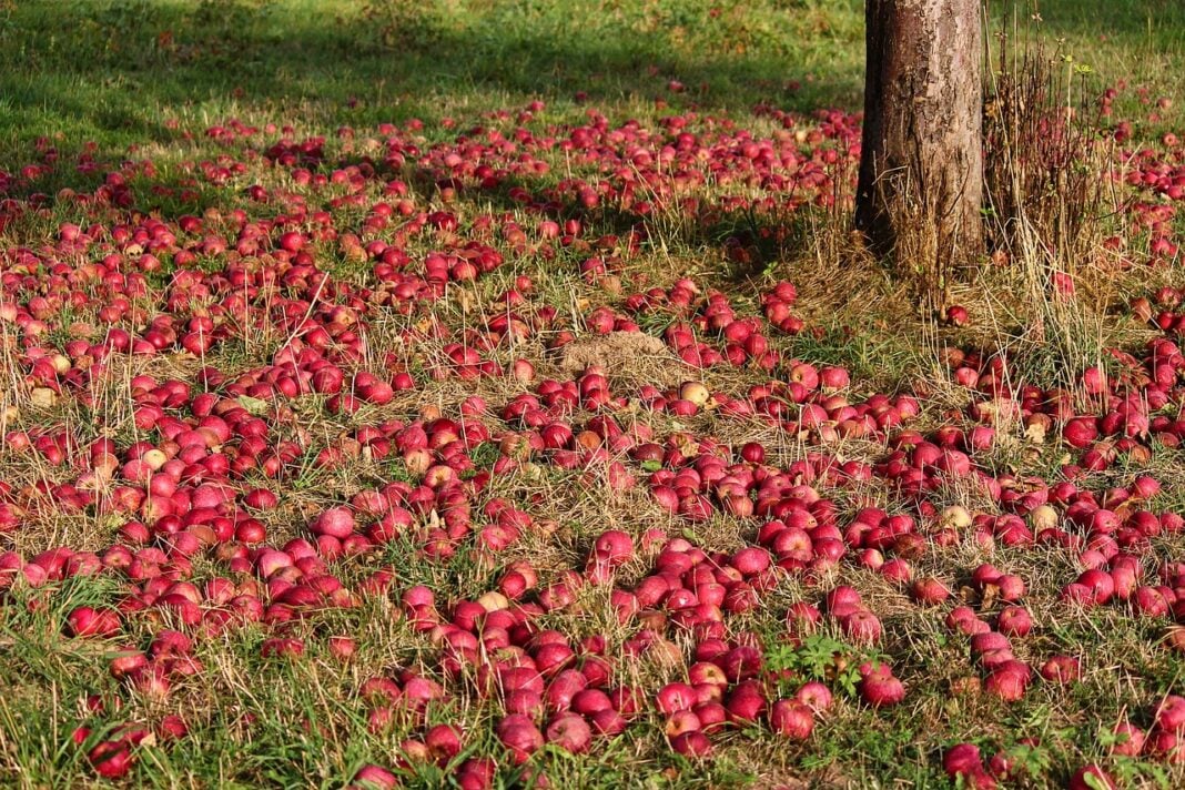 Як правильно зібрати та зберігати яблука у саду 