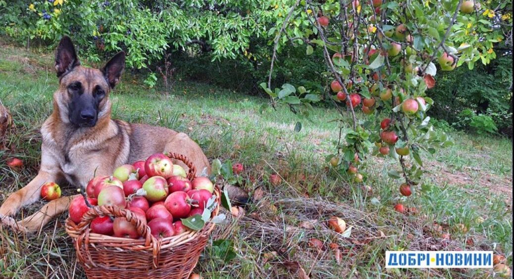 Не забудьте зробити це зараз, щоб зібрати величезний врожай яблук у наступному році: важливий прийом 