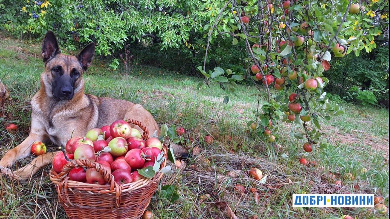 Осінь - пора року, коли яблуні потребують особливого догляду