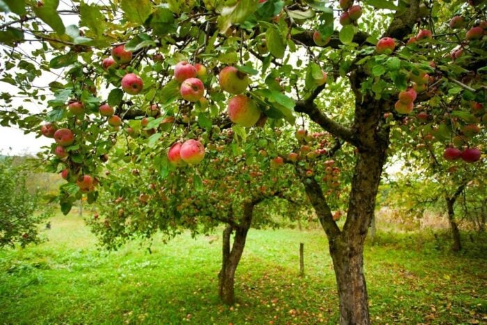 Готуємо яблуню до осені: якісна підживка