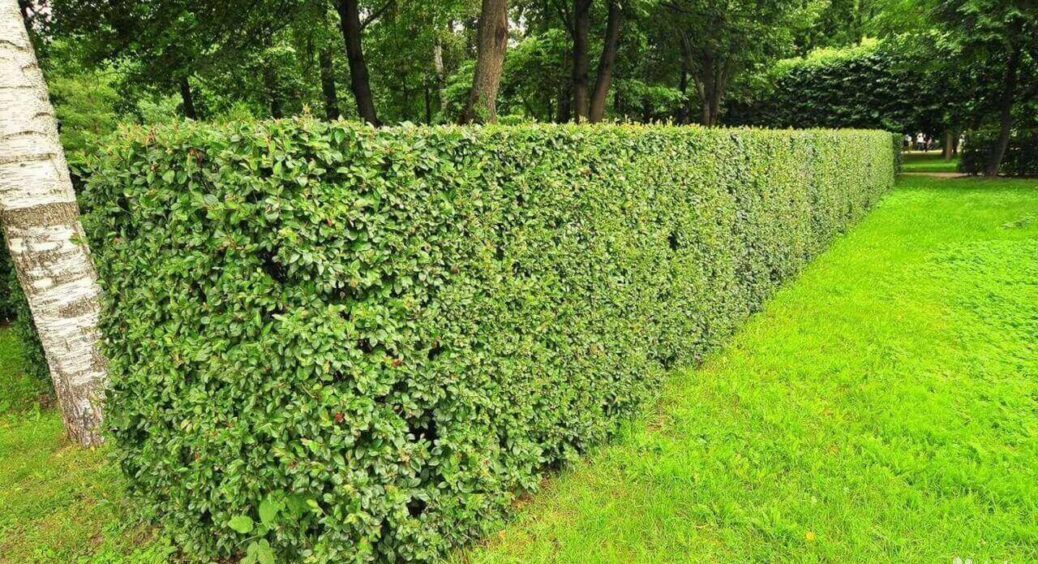 Посадила цю рослину на ділянці і отримала супергарний живий паркан: усі сусіди кусали лікті 