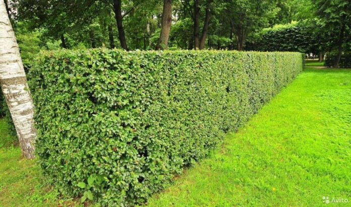 Як правильно вирощувати та доглядати за живим парканом із бузка Як правильно вирощувати та доглядати за живим парканом із бузка