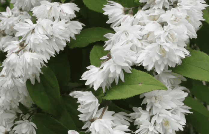 Які рослини підходять для кожного знаку Зодіаку