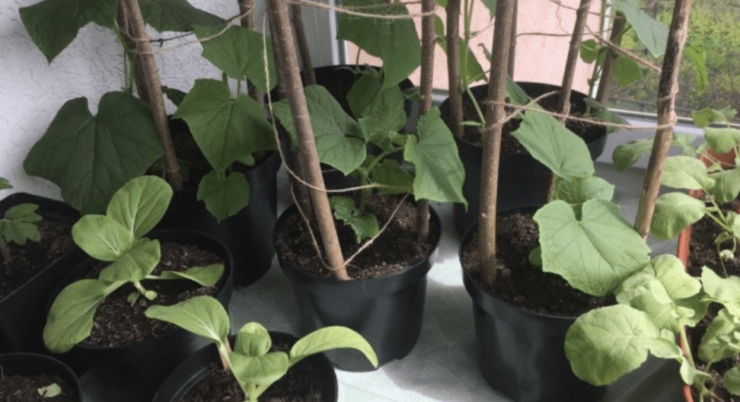 Вирощуємо цибулю та іншу зелень на підвіконні: ідеальна альтернатива для тих, в кого немає городу 