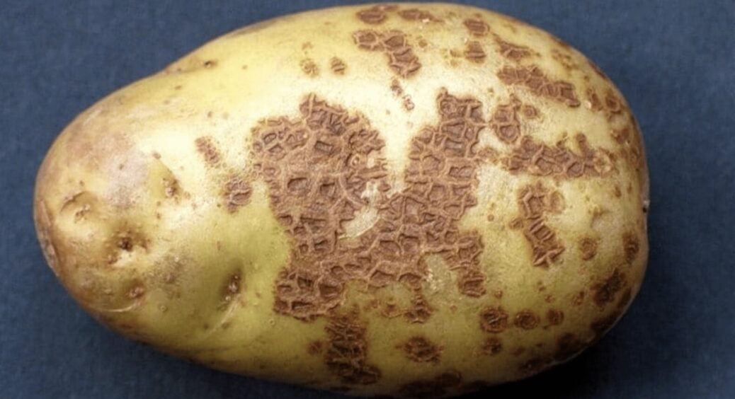 Зʼявилася парша на картолі: що це таке і як боротися із захворюванням швидко та ефективно 