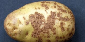 Як боротися з паршею на картоплі 