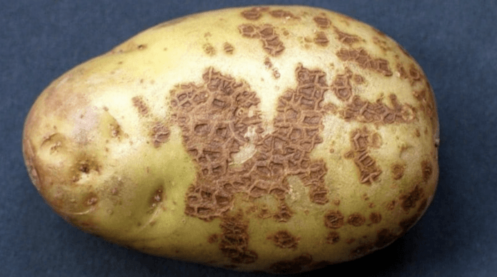 Як боротися з паршею на картоплі 