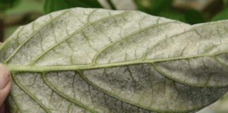 Як швидко та ефективно позбутися борошнистої роси