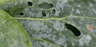 Експерти розповіли, як боротися з павутинним кліщем та борошнистою росою