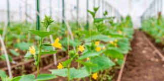 Підготуйте теплицю до посадки огірків 