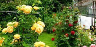 Садівник пояснив, чому троянду не можна садити коло шипшини